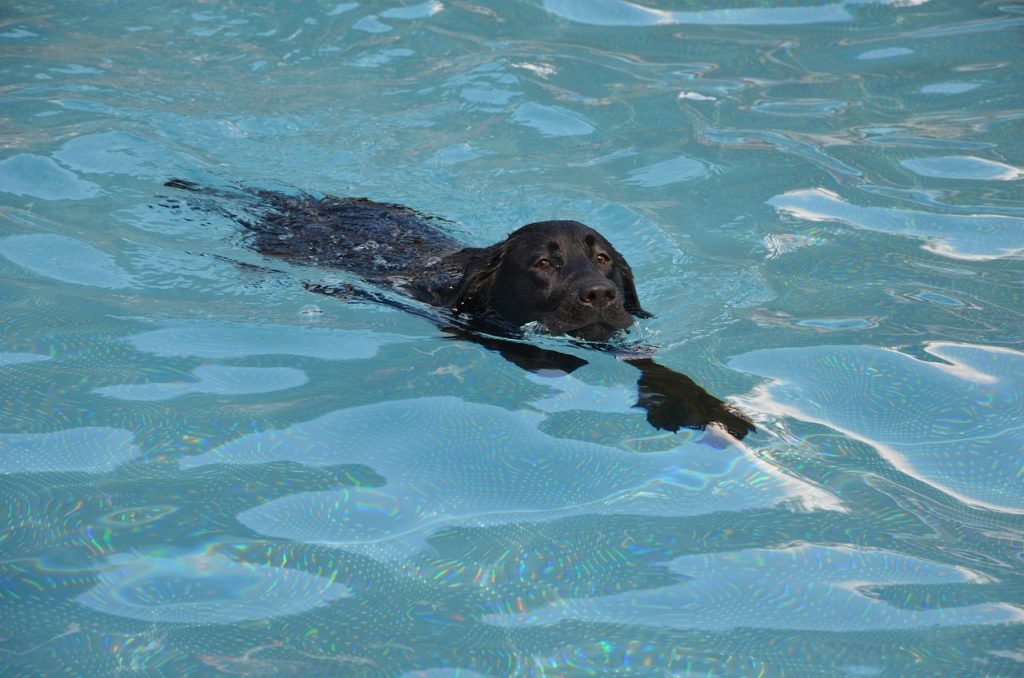 Swimming Pool Certificates of Compliance Burwood NSW