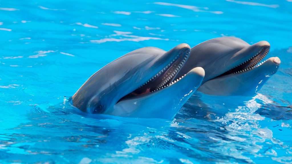Swimming Pool Certificates of Compliance Cromer NSW