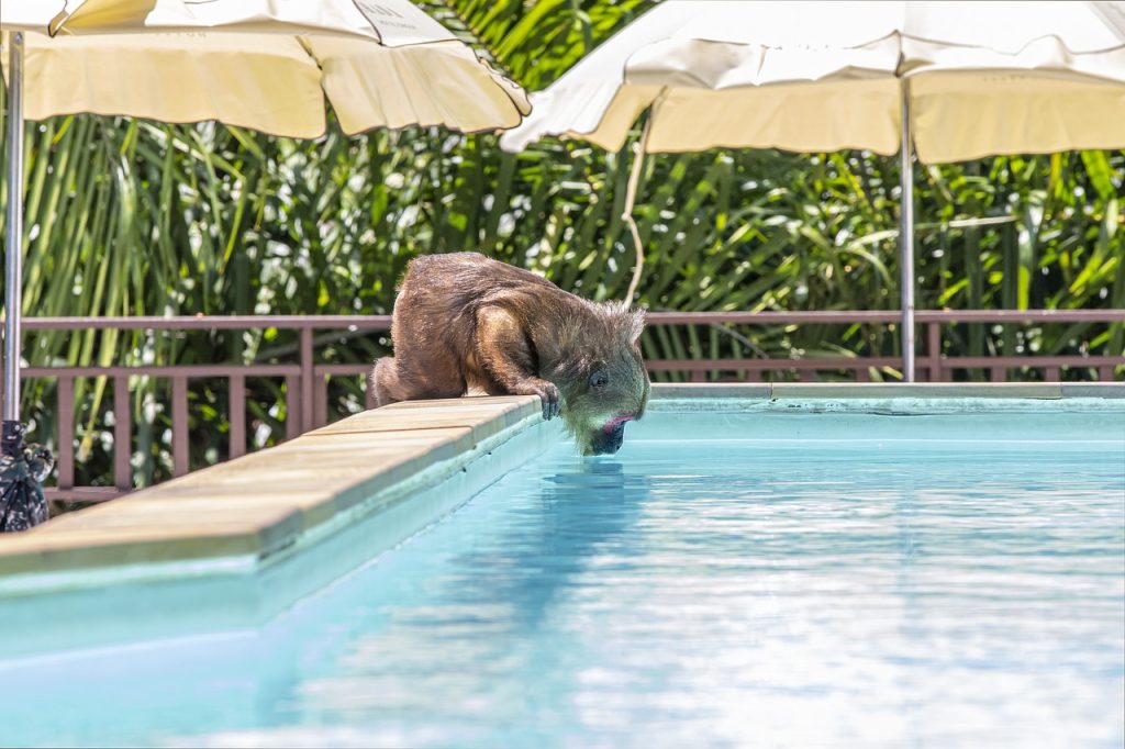 Swimming Pool Certificates of Compliance Glebe NSW